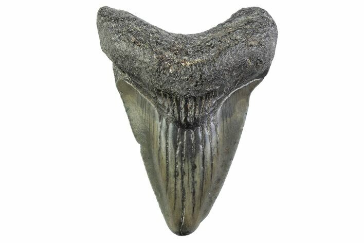 Juvenile Megalodon Tooth - South Carolina #374212